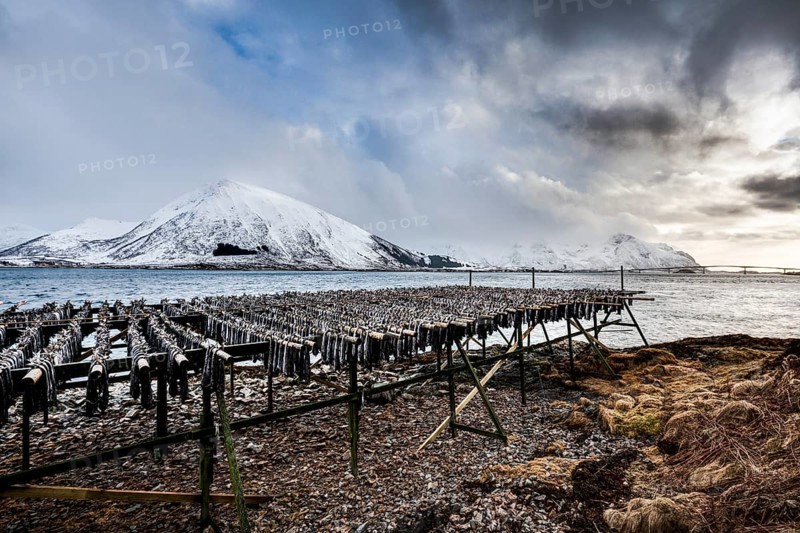 Stockfish hanging up to dry