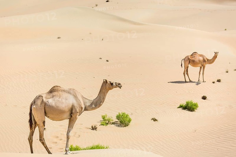 Dromedaries (Camelus dromedarius) in sand dunes
