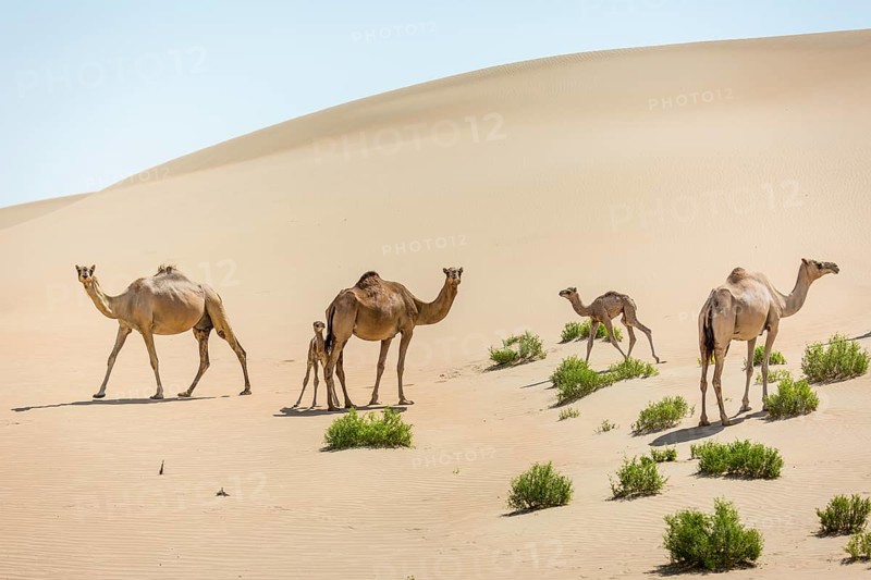 Dromedaries (Camelus dromedarius) with young in sand dunes