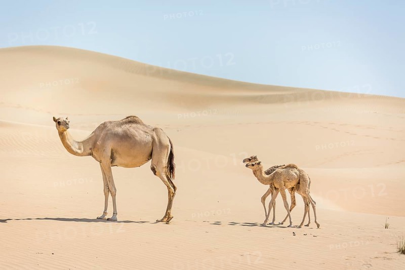 Dromedary (Camelus dromedarius) with young in sand dunes