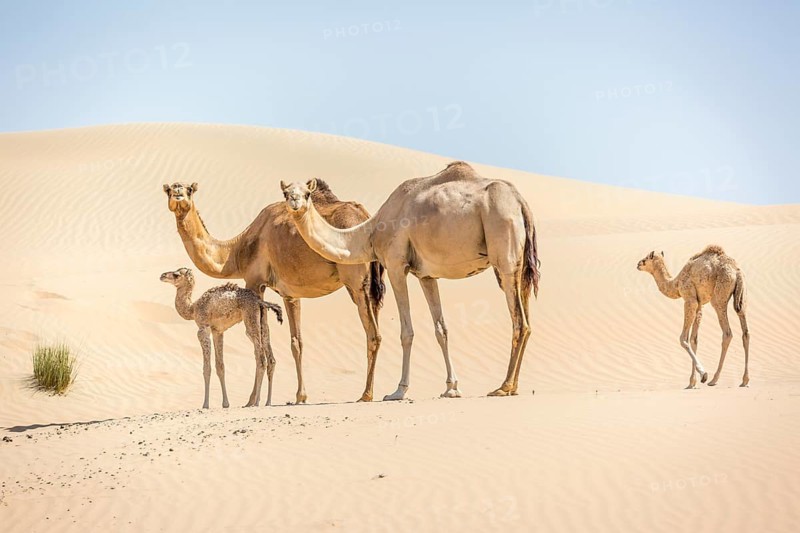 Dromedaries (Camelus dromedarius) with young in sand dunes
