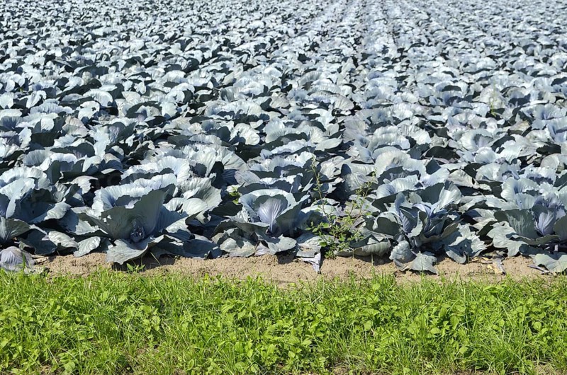 Red cabbage