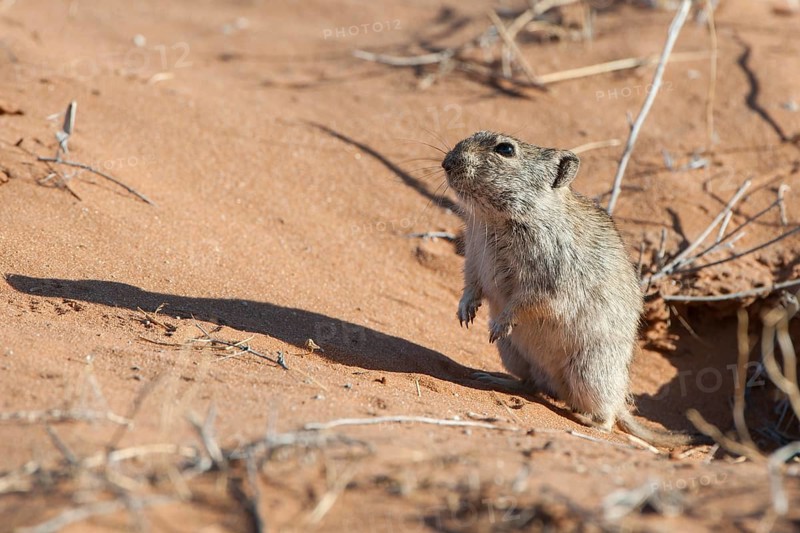 Brants's whistling rat (Parotomys brantsii) in front of its den