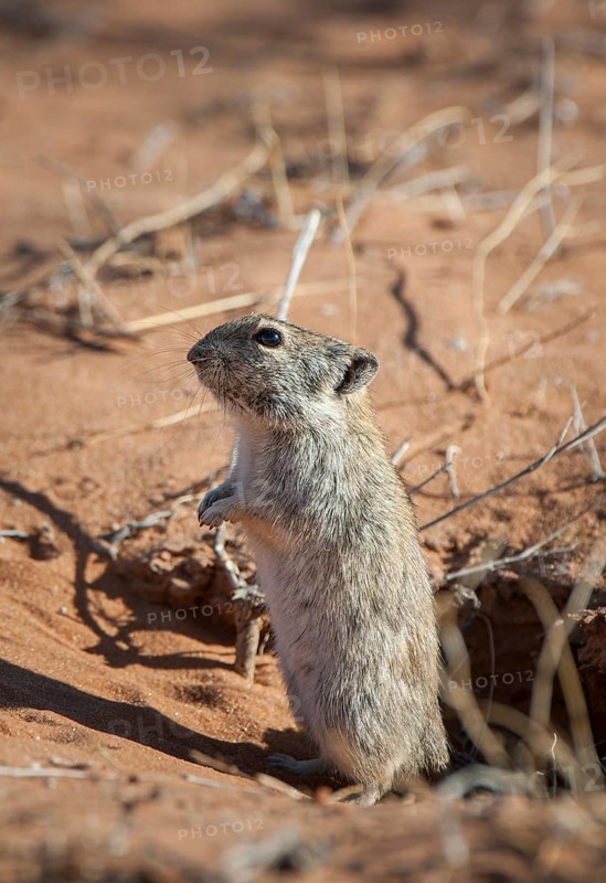 Brants's whistling rat (Parotomys brantsii) in front of its den