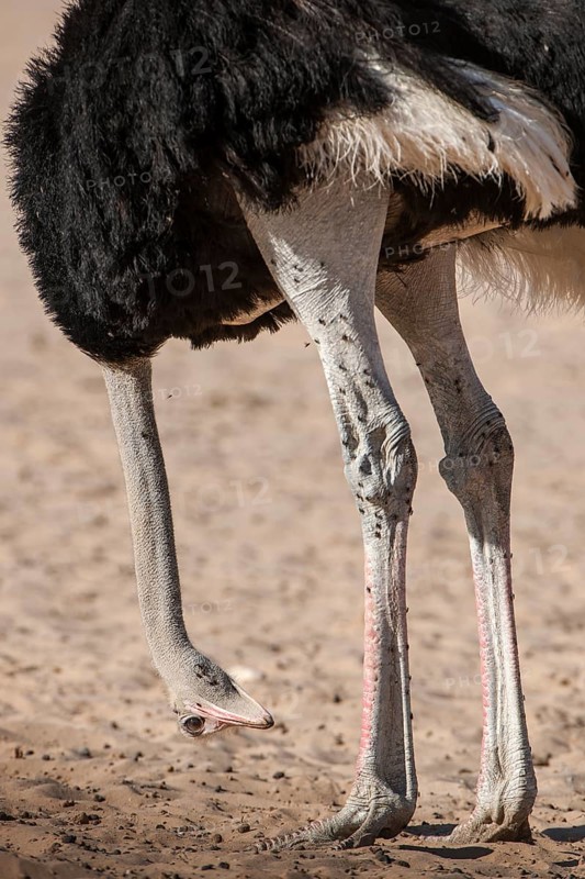 Ostrich (Struthio camelus) hangs his head