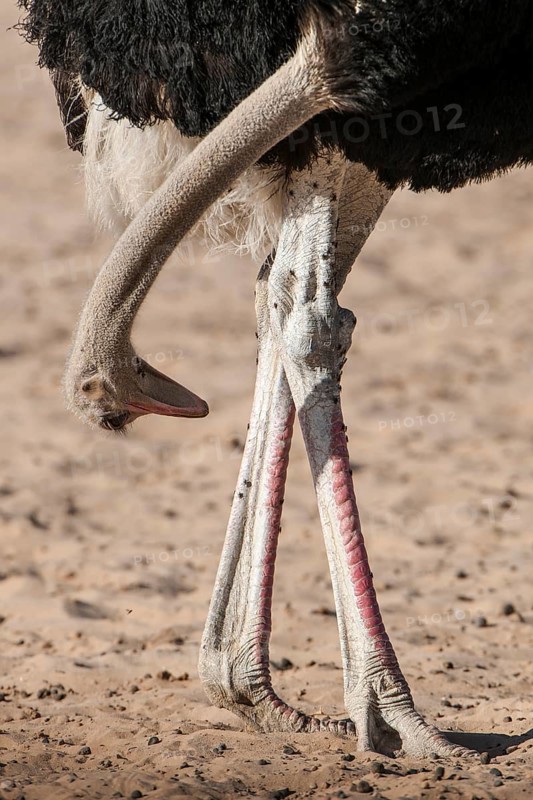 Ostrich (Struthio camelus) looking between his legs