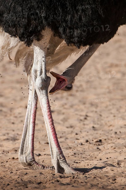 Ostrich (Struthio camelus) calls with head down