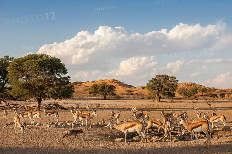 Springbok (Antidorcas marsupialis) herd at a waterhole