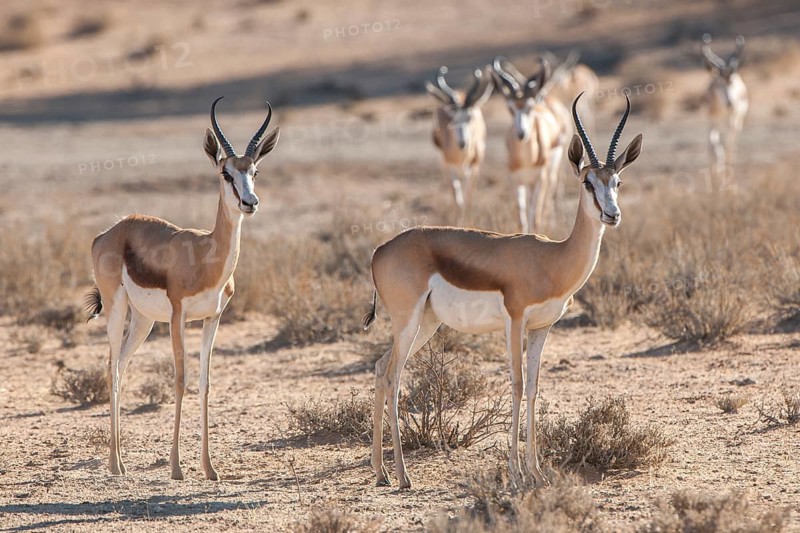 Springbok (Antidorcas marsupialis)