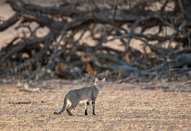 African wildcat (Felis lybica)