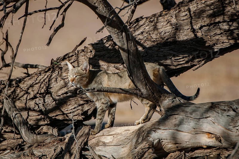 African wildcat (Felis lybica)
