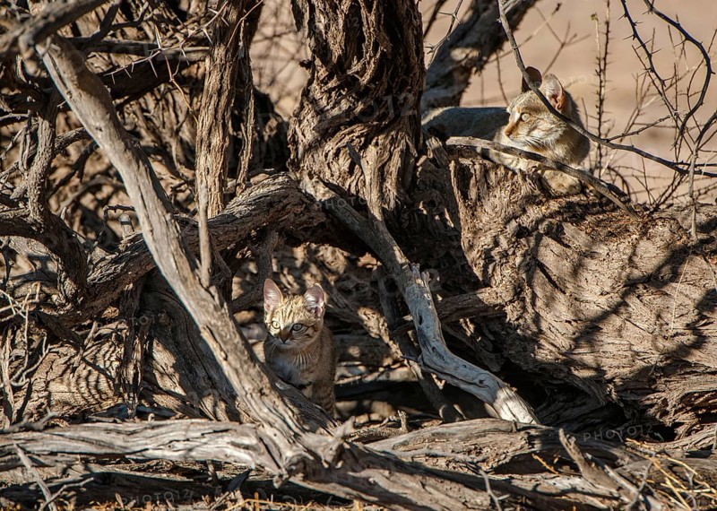 African wildcat (Felis lybica)