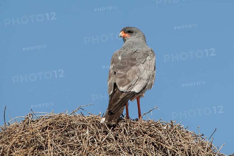Pale chanting goshawk (Melierax canorus) sitting on sociable weaver nest