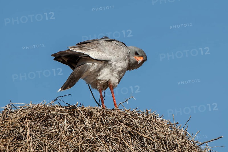 Pale chanting goshawk (Melierax canorus) sitting on sociable weaver nest