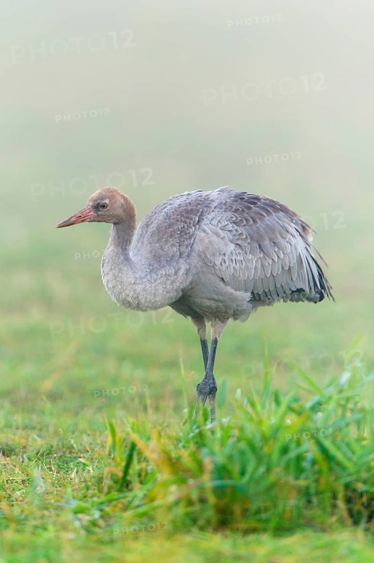 Eurasian or common crane (Grus grus)