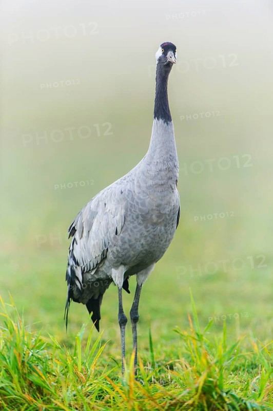 Eurasian or common crane (Grus grus)