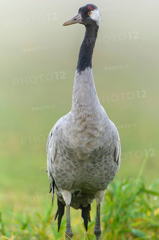 Eurasian or common crane (Grus grus)