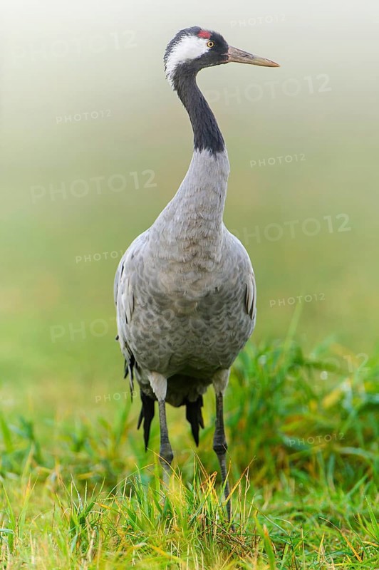 Eurasian or common crane (Grus grus)