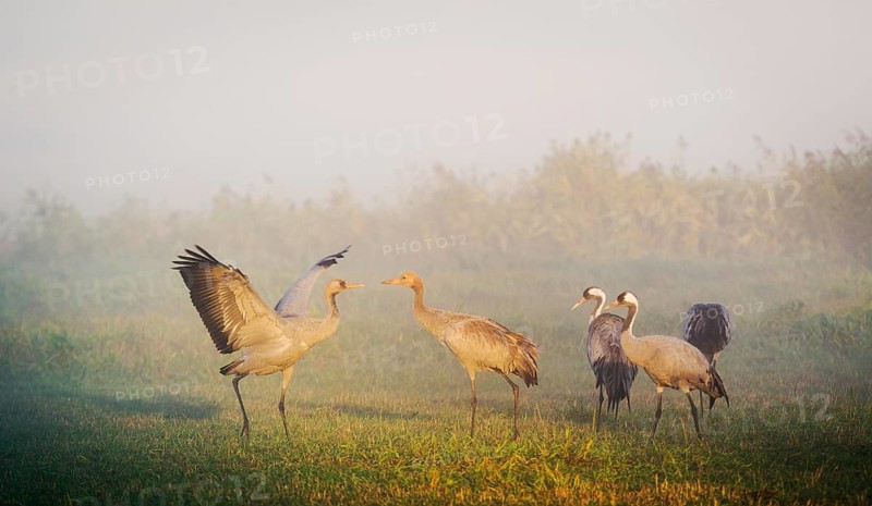 Eurasian or common crane (Grus grus)