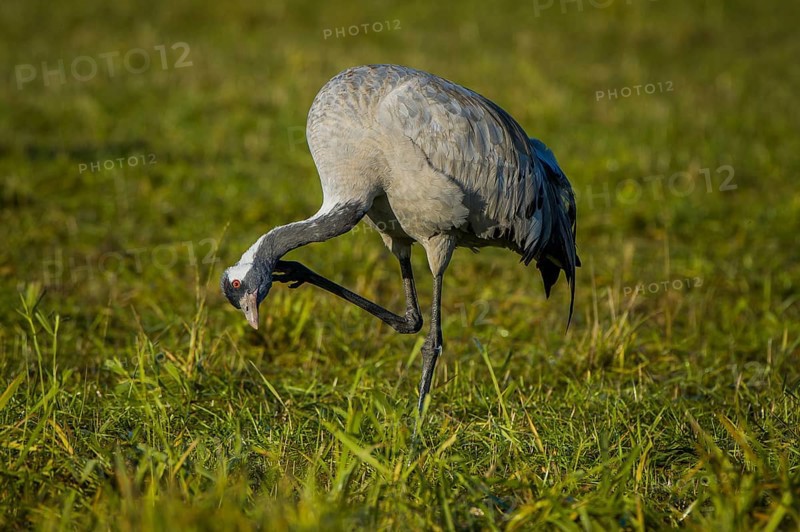 Eurasian or common crane (Grus grus) preening feathers