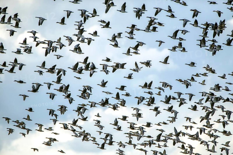 Flock of ducks and geese flying