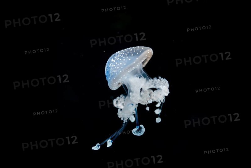 White-spotted Jellyfish (Phyllorhiza punctata)