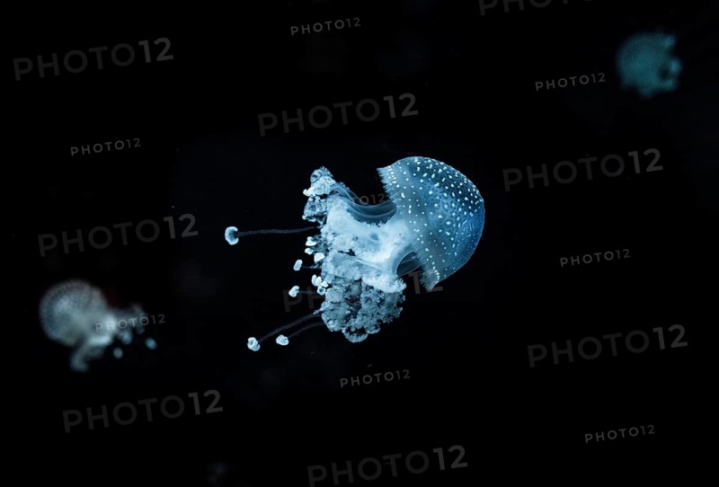White-spotted Jellyfish (Phyllorhiza punctata)