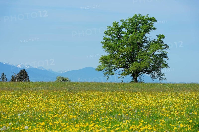 Spring meadows with solitary tree