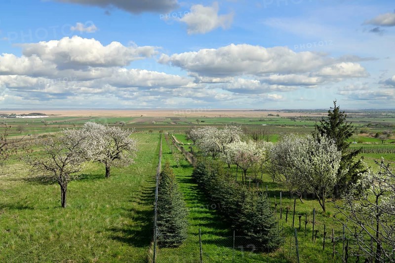 Kirschblutenweg