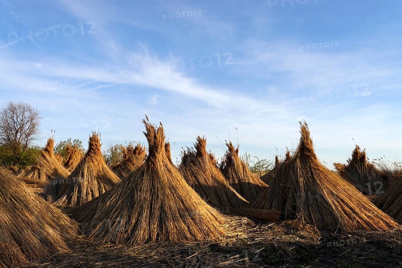 Reeds (Poales) laid out to dry