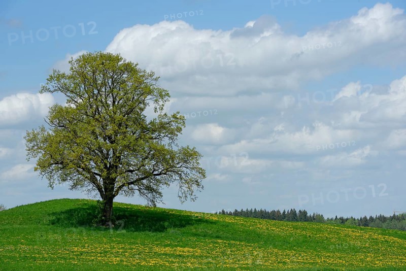 Lone tree with dirt road in Munsing