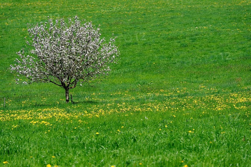 Lone flowering fruit tree on dandelion meadow