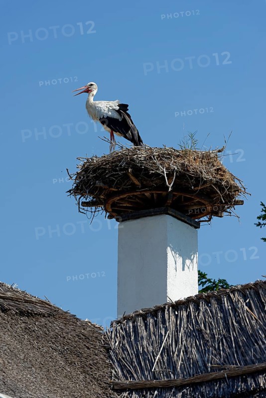Stork's nest on chimney