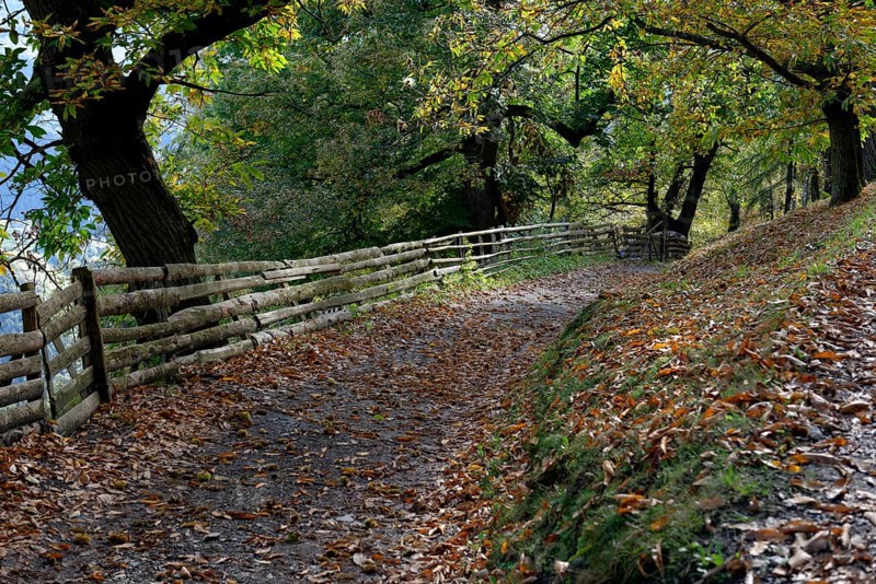Chestnut (Castanea sp.) trees along Keschtnweg