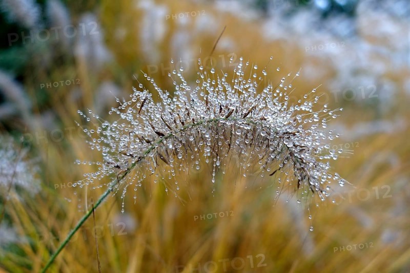 Foxtail fountain grass (Pennisetum alopecuroides) with dew drops