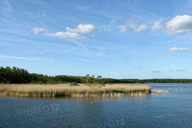 Reed belt along Kolpinsee