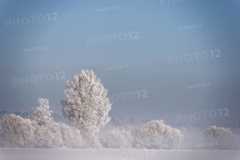 Trees with hoarfrost in winter