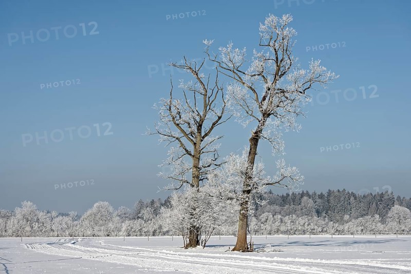 Trees with hoarfrost in winter