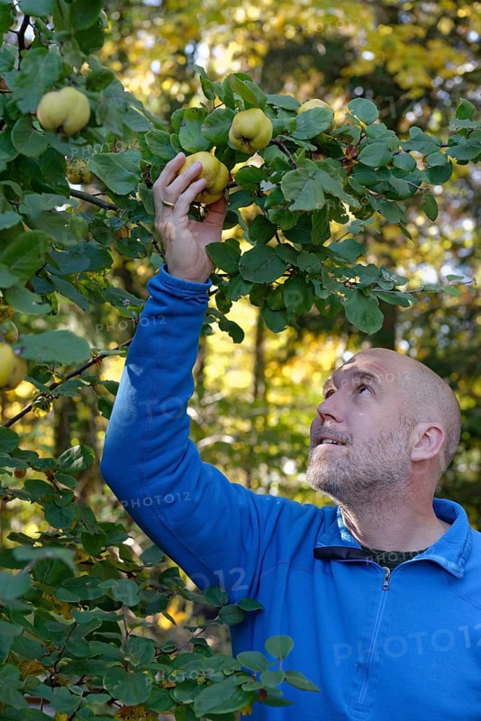 Man picking quince (Cydonia oblonga) from tree