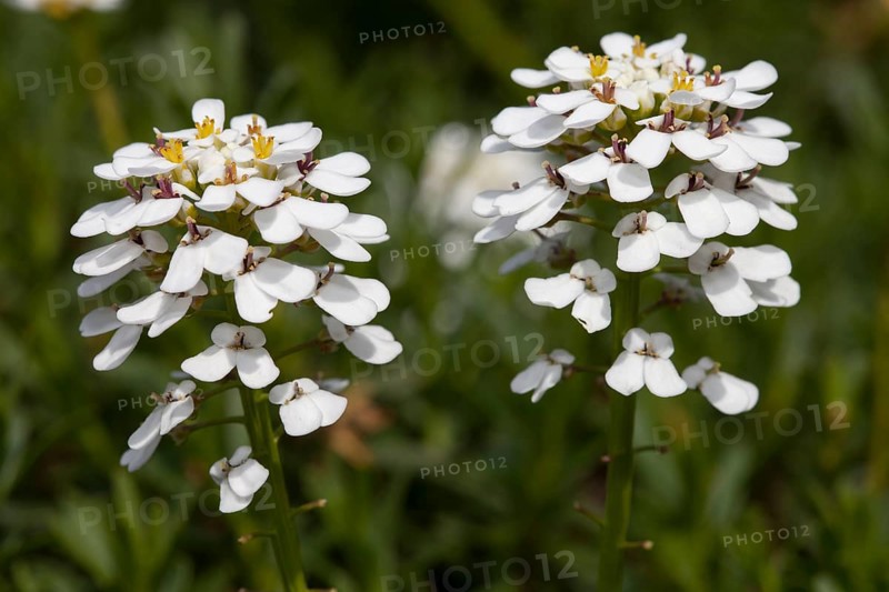 Evergreen candytuft (Iberis sempervirens)