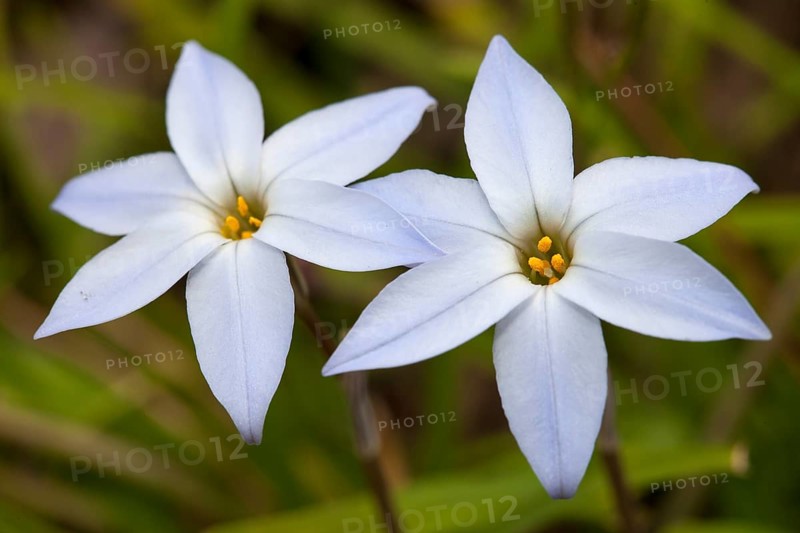 Spring star