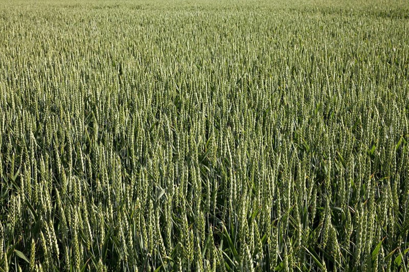 Wheat (Triticum) field