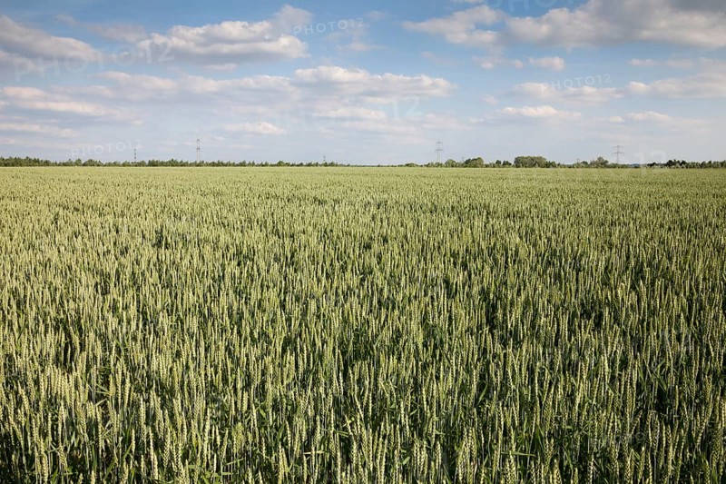 Wheat (Triticum) field