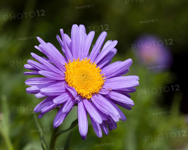 Alpine Aster (Aster alpinus)