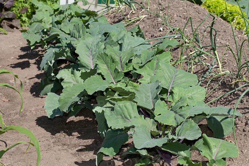 Kohlrabi (Brassica oleracea var. Gongylodes)