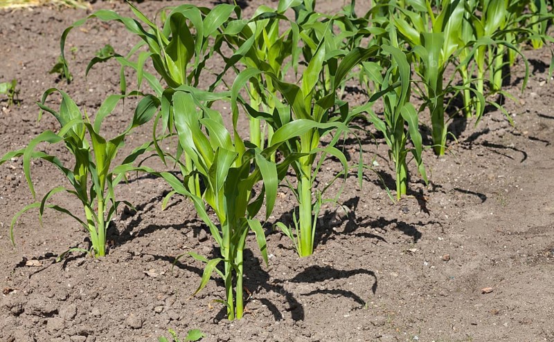 Maize (Zea mays) stalks