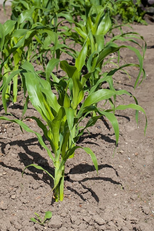 Maize (Zea mays) stalks