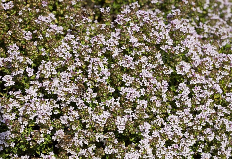 Flowering thyme (Thymus vulgaris)