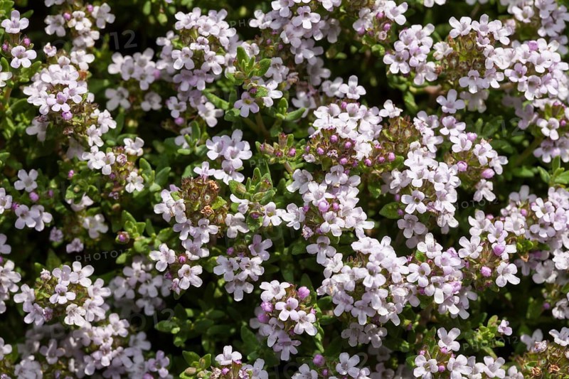 Flowering thyme (Thymus vulgaris)
