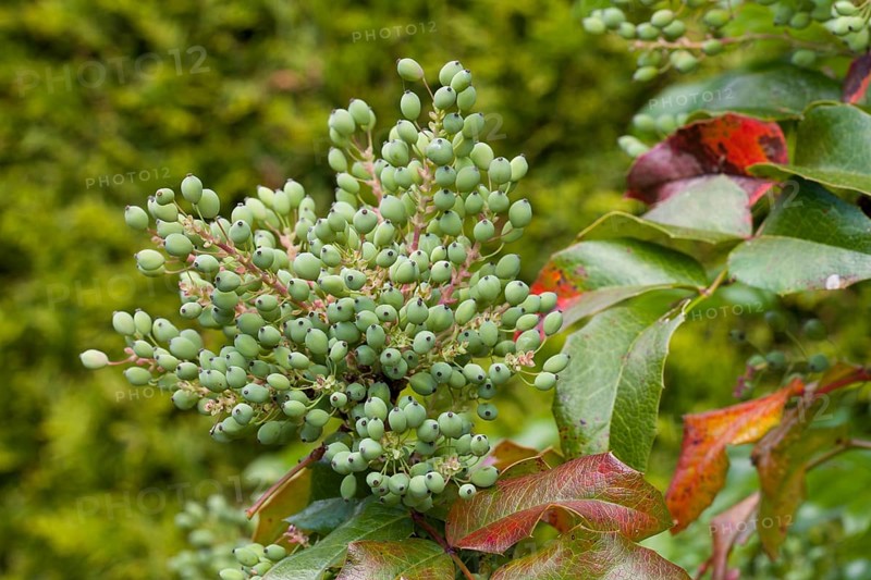 Oregon grape (Mahonia aquifolium)